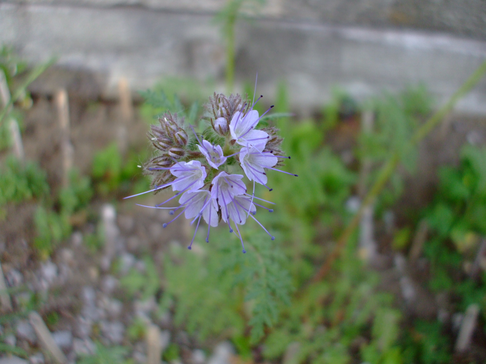 Phacelia tanacetifolia